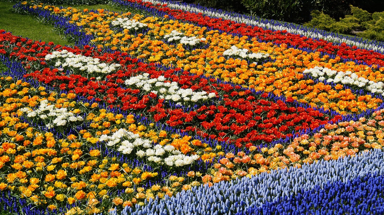 Holandia tulipany